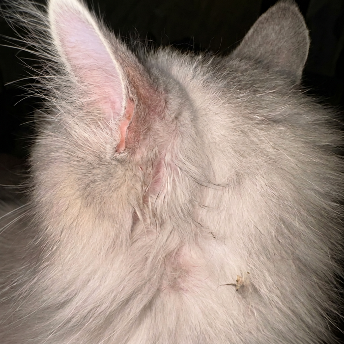 Leo – A little extra care in her daily routine.