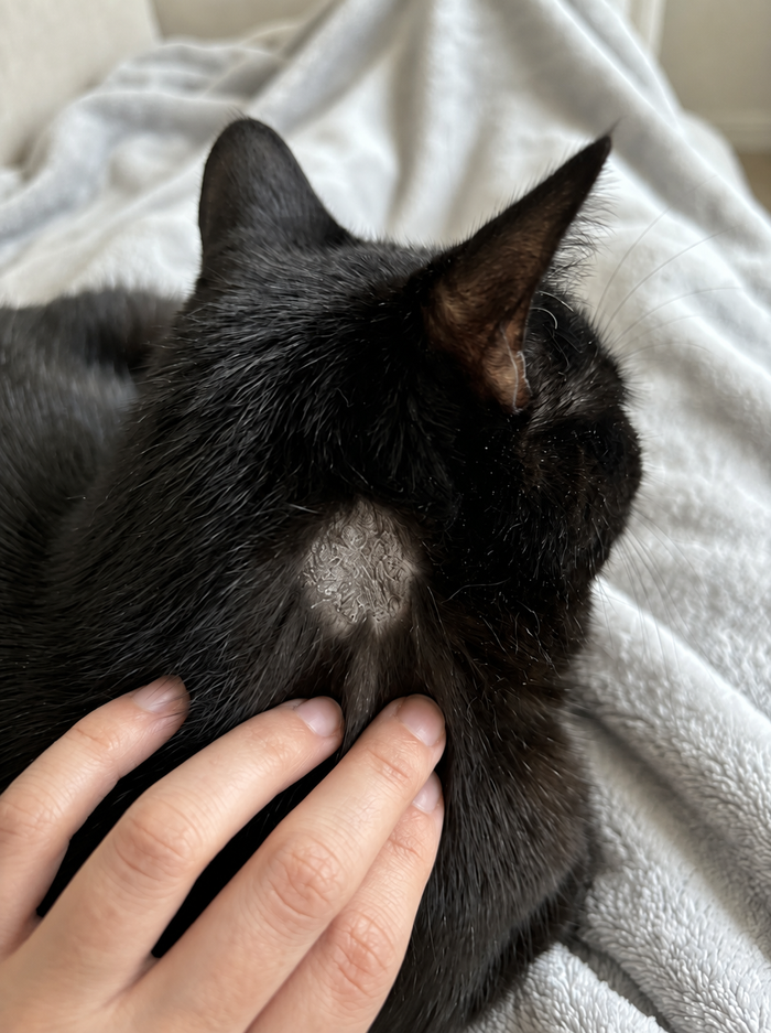 Oliver – That little patch made me pay closer attention.