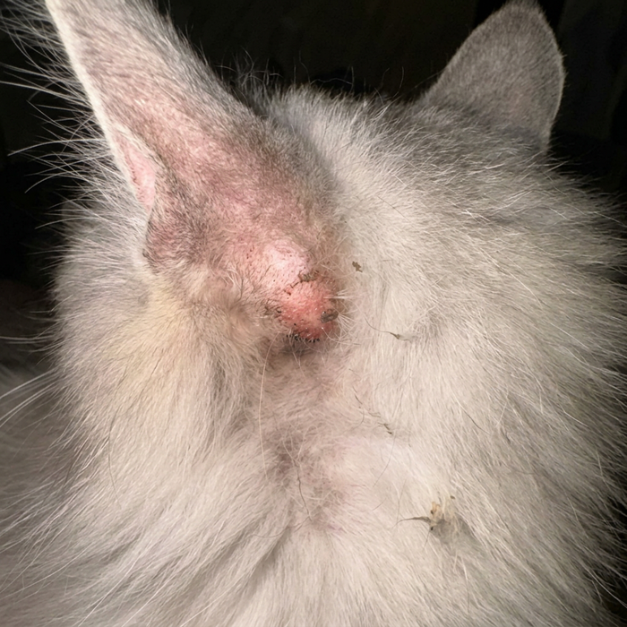 Leo – A little extra care in her daily routine.